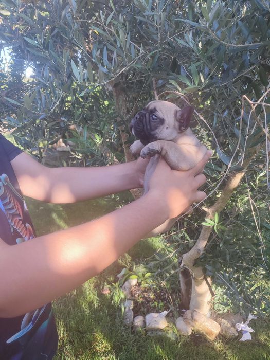 Bulldog francês Fêmea