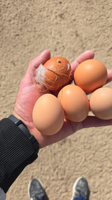 Vendo ovos caseiros criadas ao ar livre