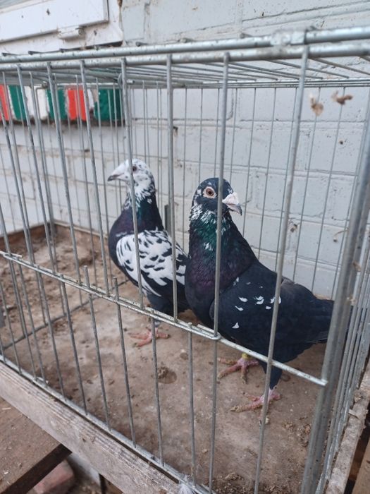 Gołębie Tygrysy czarne