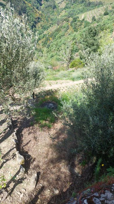 Vinha produtiva com oliveiras, árvores de fruto e mina de água