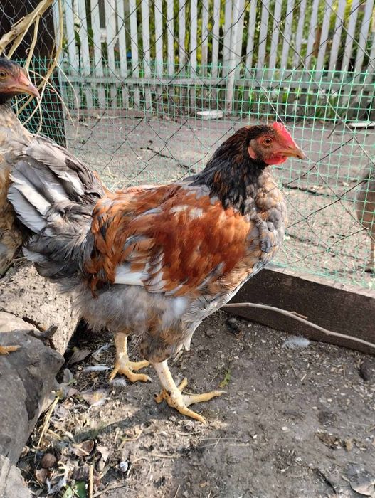 Продаються гарні півні для розведення