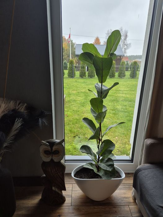 Kwiat figowiec dębolistny wysoki