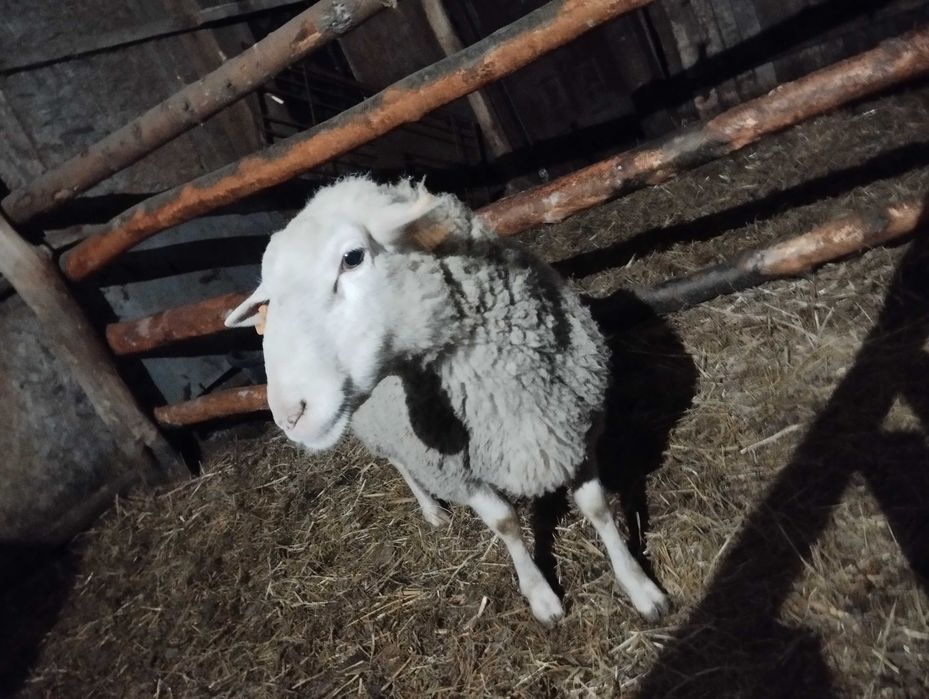 Mam na sprzedaż barana