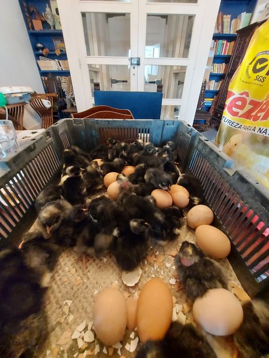 Galinhas pedres portuguesas