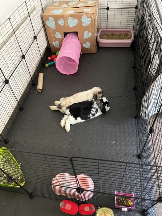 Wybieg NOWA Klatka Kojec dla KRÓLIKA Świnki Chomika PSA Modułowa DUŻA