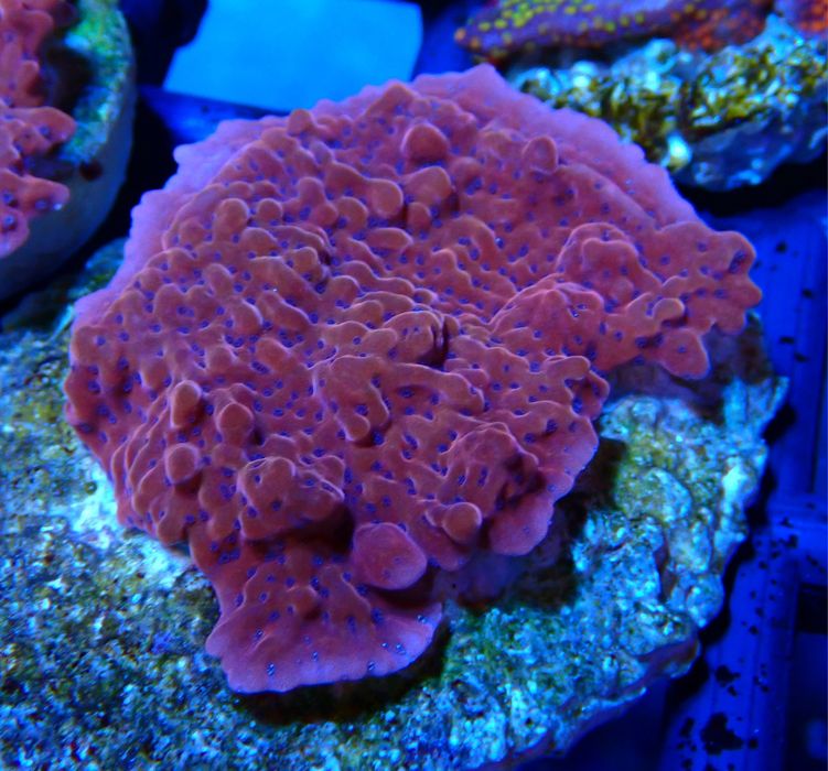 Montipora danae premium Koralowce akwarium morskie korale.pro