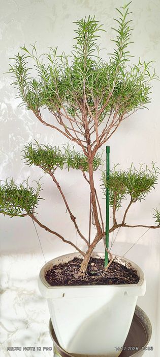 Бонсай - розмарин, 3 рослини (віком від 5 до 6 років)