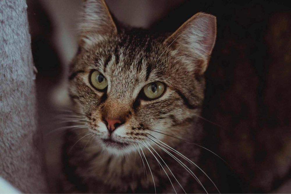 kot kocur do adopcji za darmo