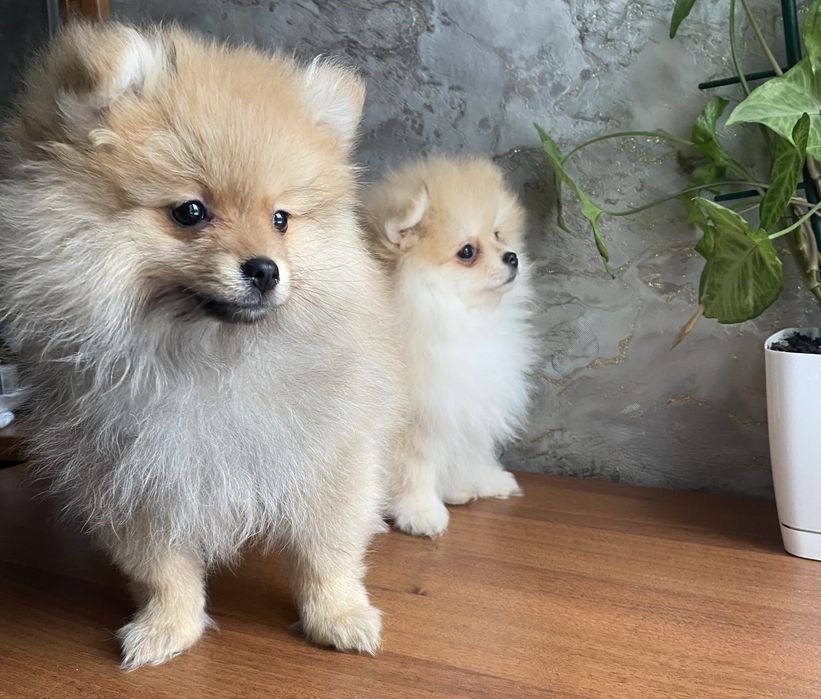 Мальчик и девочка шпиц