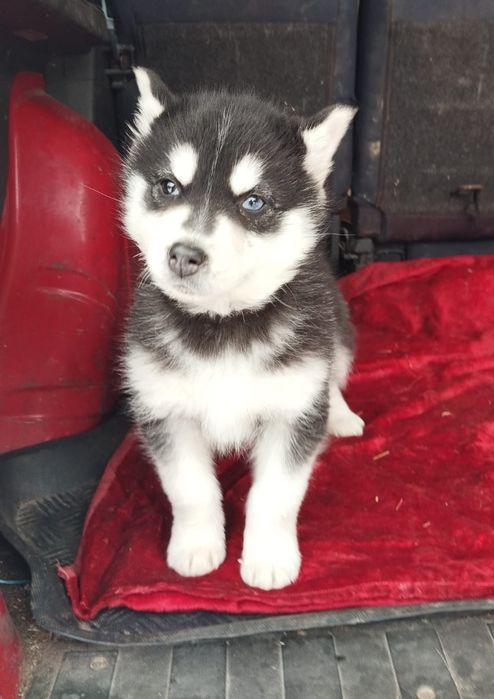 Husky Syberyjski suczka