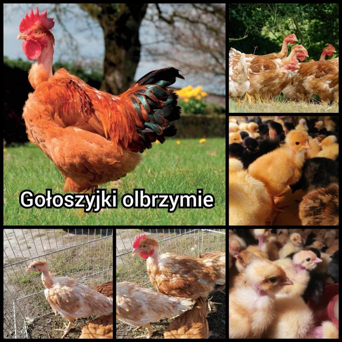 ‼️ Kurki greenshell, rossa, dominant,gołoszyjki, redbro ‼️