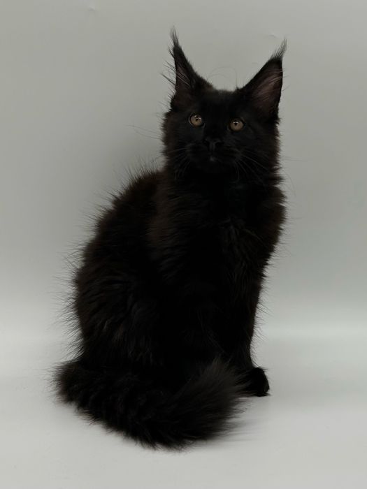 Мейн кун мальчик с документами