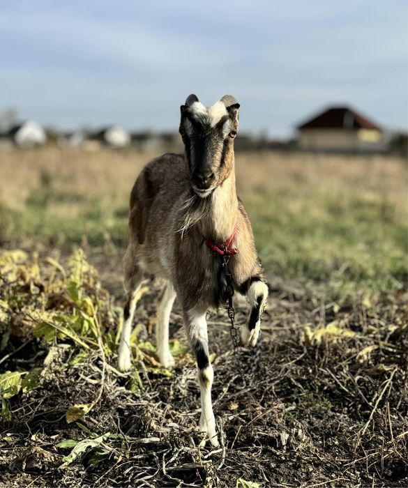 Продам козу ( ціна договірна)