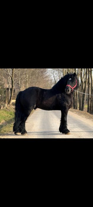 Ogier zimnokrwisty 97% krwi sztumskiej