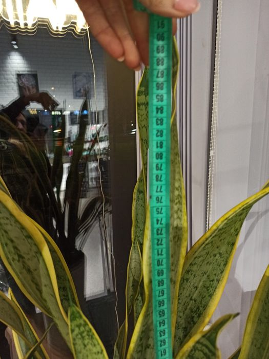 Сансев'єрія, тещин язик