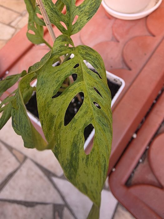 Monstera Adansonii Bulbasaur