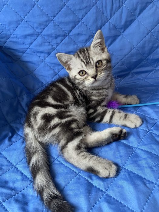 Шотландський котик скотішстрайт очікує на нову родину