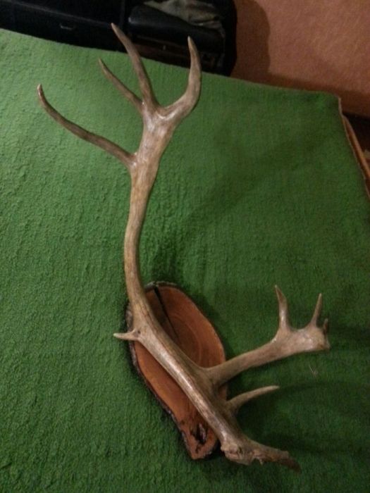 Рога оленя