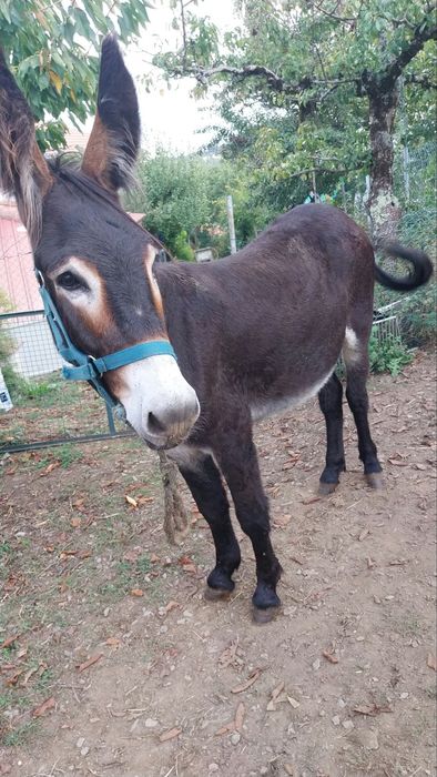 Burro Mirandes inscrito.