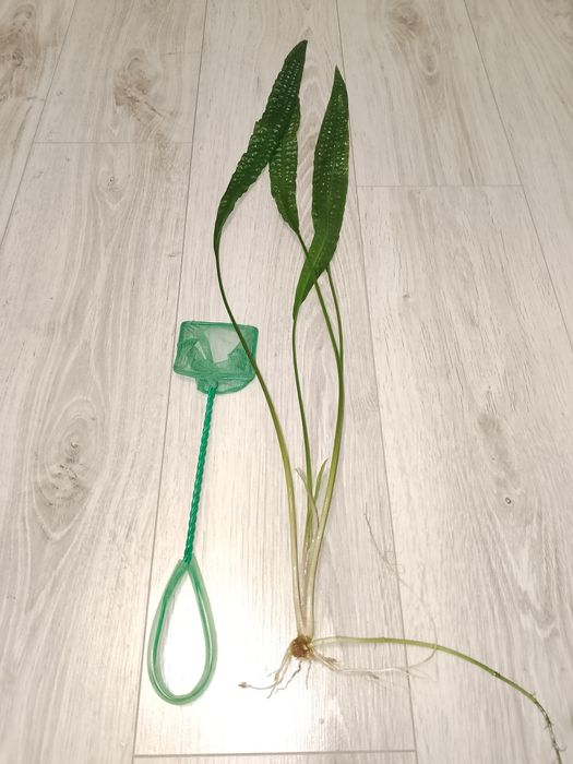 Акваріумні рослини