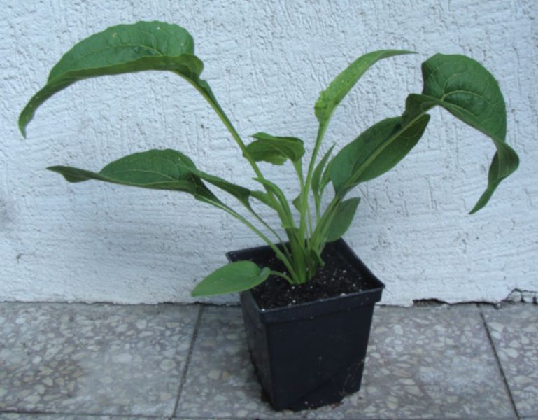 JEŻÓWKA Echinacea Mellow Yellows sadzonki w doniczkach !!