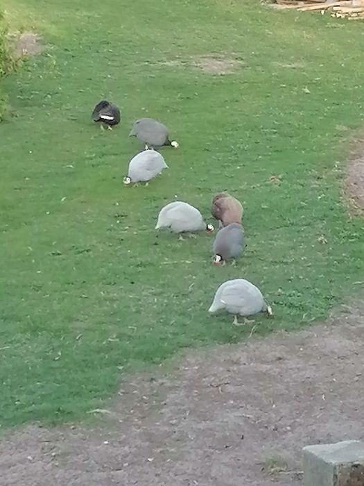 Jajka lęgowe perliczki i gęsi