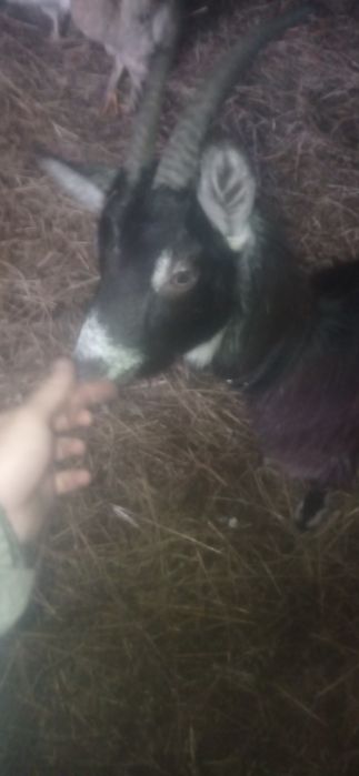 Продам молоду козу