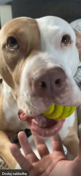 Amstaff (American Staffordshire Terrier) do adopcji.