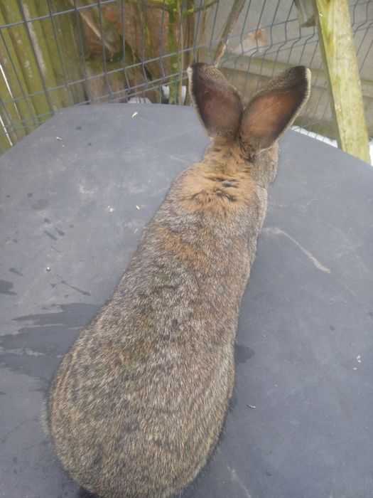 Olbrzym belgijski. Samce, samice zakocone