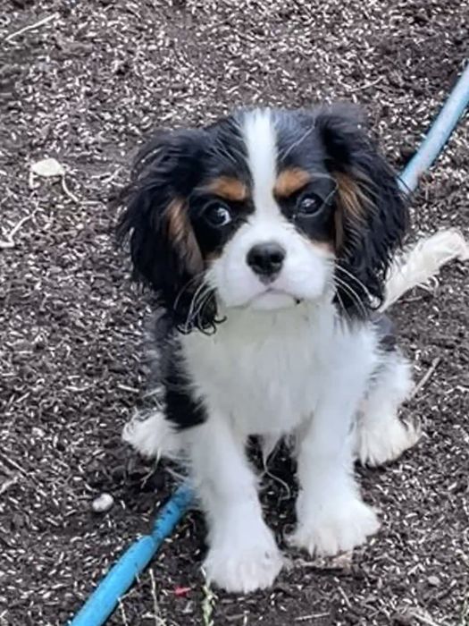 Cavalier King Charles Spaniel ZKwP - piesek