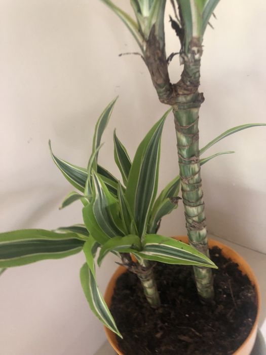 Dracena wonna duża  fragrans Lemon Lime 60 cm roślina doniczkowa