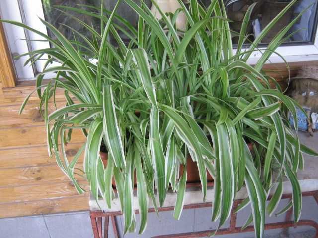 Хлорофитум для интерьера в вазонах