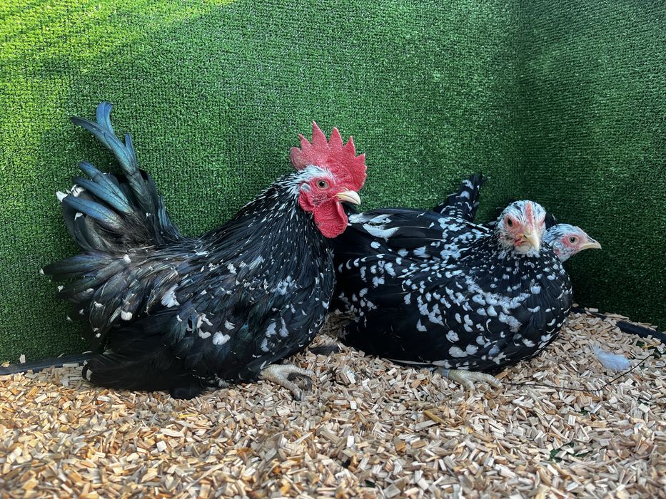 Chabo Szabo czarno-nakrapiane