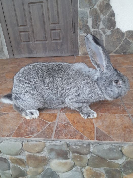 Продаються кролі