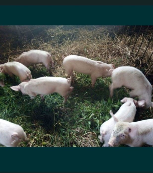 Prosięta trzoda świnie
