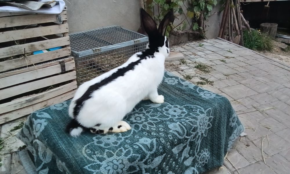 Кріличка породи Строкачка віком 4, 5 місяців ціна договірна