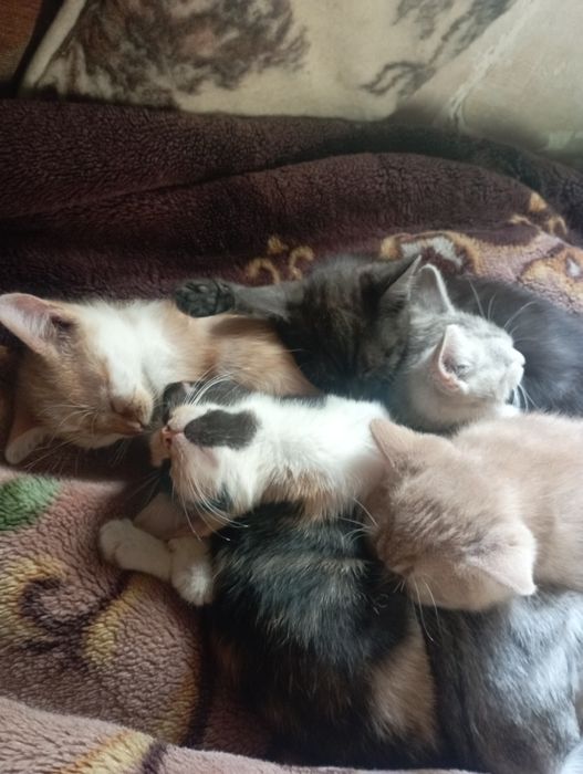 Віддам в добрі руки.