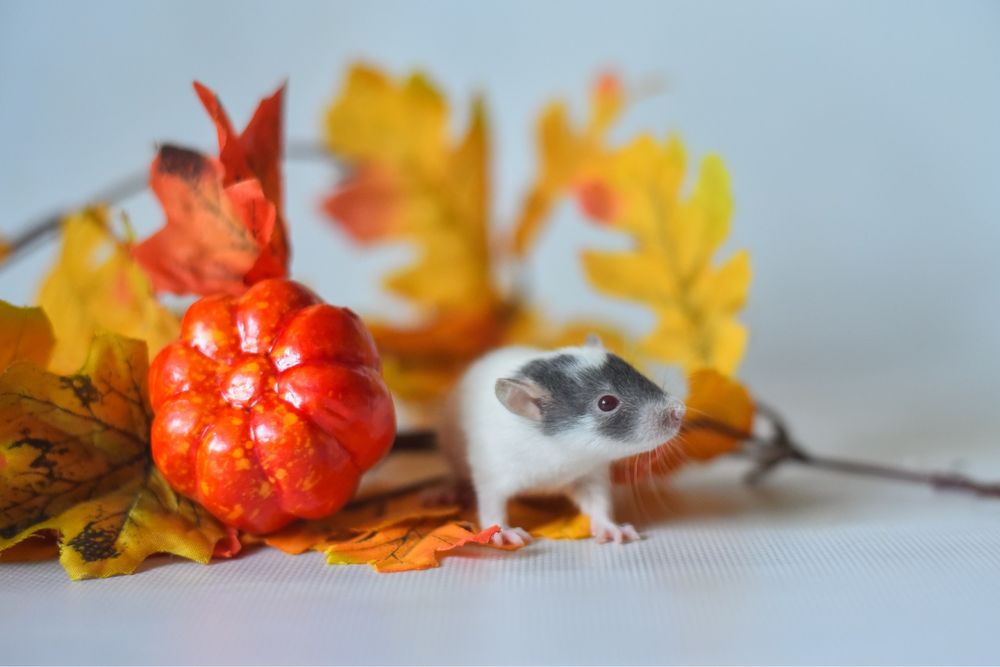 Пацюки з розпліднику з неперевершеним маркуваням. Девіли