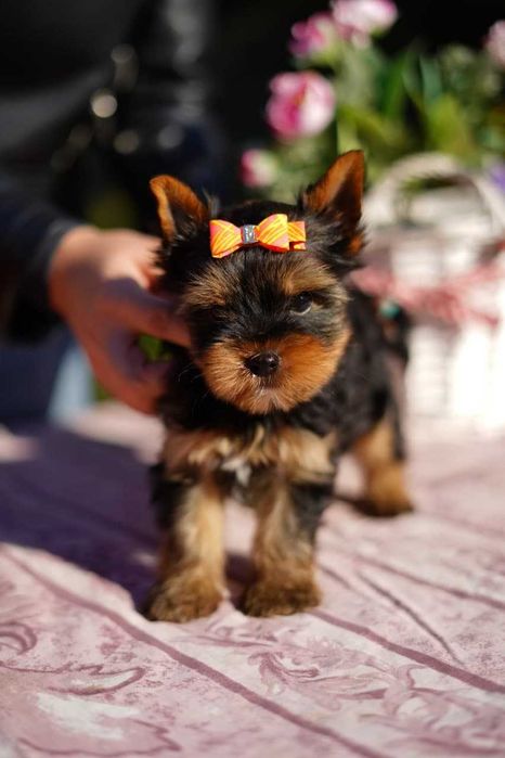 Сонячний йорк, що дарує світло!