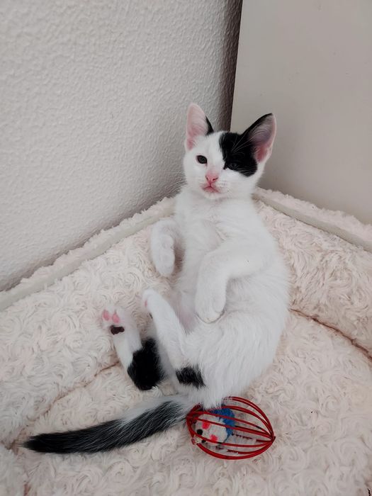 Gatinho bebé para adoção
