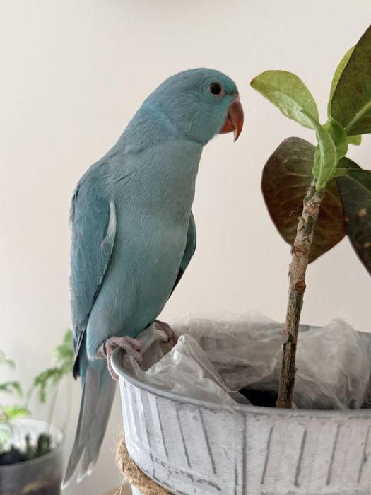 Ring Neck Azul/Cc Macho