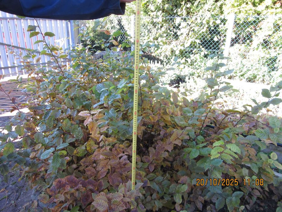 Grab pospolity buk dąb czerwony szypułkowy olsza klon brzoza PASZPORT