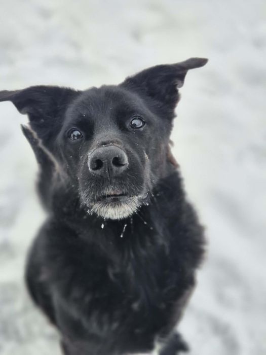 Melo szuka swojego człowieka