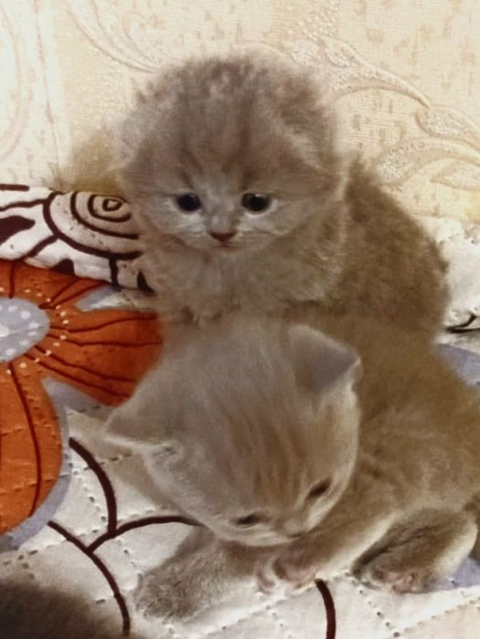 Шотландские котята