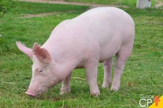 Vendo leitoes Pietra