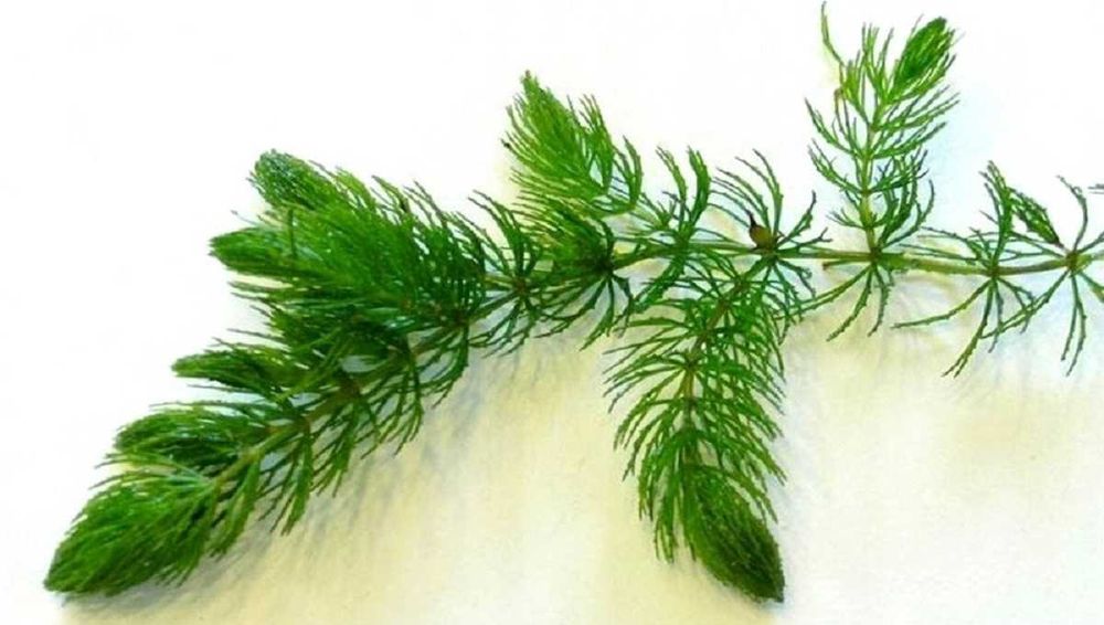 Rogatek sztywny - walczy z azotem, fosforem, amoniakiem.