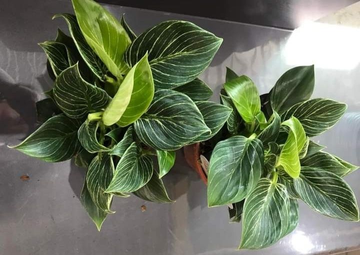 Філодендрон Біркін