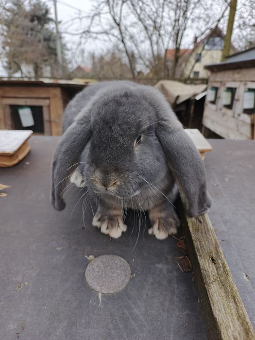 Króliki baran francuski  samiec