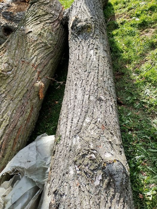 Lipa kłoda klocek deski Jedlicze, podkarpackie