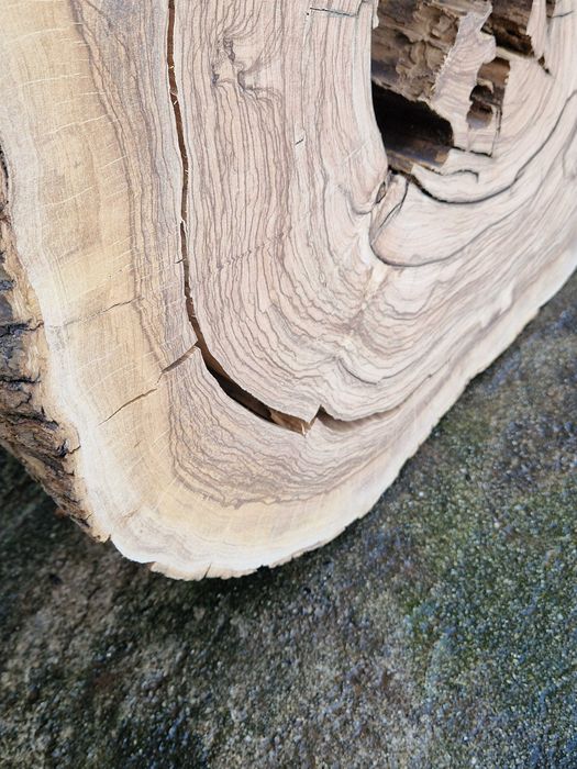 Grande Rodela de Oliveira, madeira maciça, lixada e aplainada